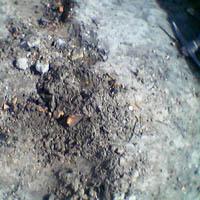 wykopaliska chwarszczańskie 2004 - 30