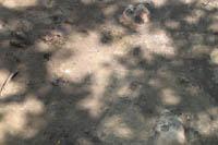 wykopaliska chwarszczańskie 2004 - 8